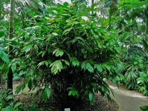 Arenga caudata Palm Tree - Picture 1 of 15