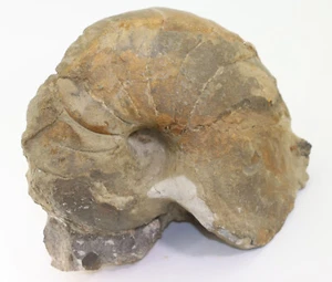 Nautilus, Cenoceras intermedius, Giura, Hettang, Achdorf, Germania-c821 - Foto 1 di 7