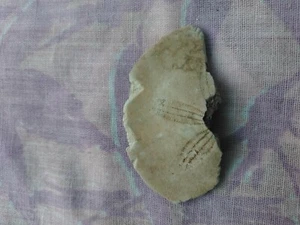 S49 FOSSILIZED Sand Dollar 50 mm Echinoid Sea Urchin Echinoderm Class Echinoidea - Picture 1 of 11