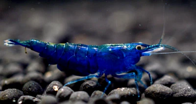 lotto 10 X NEO CARIDINA DAVIDI BLUE DIAMOND GR. SS GAMBERETTI +OMAGGIO MANGIME - Immagine 1 di 2