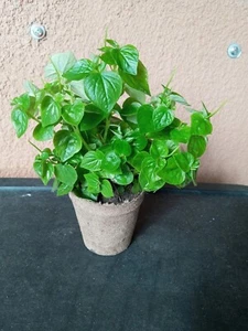 Peperomia pellucida Live Plants - Rau càng cua - Ship in 3.5 " Pot - Picture 1 of 1