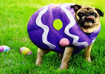 Avanti Press Tarjeta de Felicitación de Pascua Divertido Perro Huevo de Pascua Disfraz Traje con Sobre Foto 1 de 4