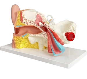 Menschliches Ohr Anatomie Modell Anatomisches Ohr Lehrmodell 3-fach vergrößert mit Basis - Bild 1 von 6
