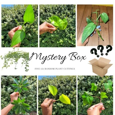 Mystery Rooted Cutting Plant Box, Live Plant, 5 Random Plant Cutting  - Image 1 of 4