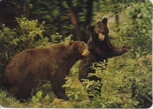 Wilde Bären 3D Postkarte etwas größer - Bild 1 von 1
