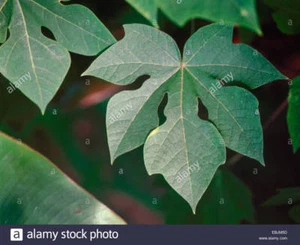 Thai Herbal Freeze Dried Papaya Leaf Capsules 100% Natural (60 Capsules) - Picture 1 of 1