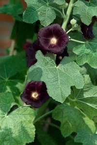 Alcea rosea 'Nigra', Stockrose, dunkelviolett, ca. 9x9 cm Topf - Bild 1 von 2