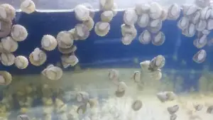 250 Pack Astraea Turbo Snail- Saltwater Algae Cleaner Astrea - Picture 1 of 1