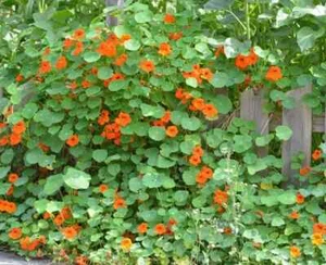Empress of India Flower Seeds, Beautiful Blooms for Gardens & Borders - Bild 1 von 5
