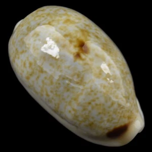 CYPRAEA (Erronea) ERRONES (Ille des Pins, New Caledonia) 22.2mm #21524 - Picture 1 of 4