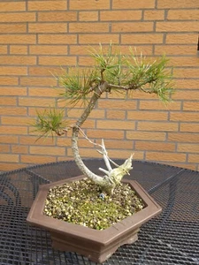 Kiefer-Bonsai (Pinus) ca. 9jahre alt - Bild 1 von 4