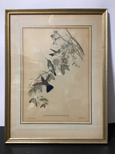 19th Cent Vintage John Gould & H.C. Richter Hummingbird Print 17.75”x 23” Framed - Picture 1 of 5