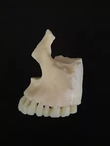 Anatomical Human Maxilla Bone with Teeth Model - Cranial Base Skeleton Anatomy - Picture 1 of 3