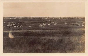 Kenya - Herd of zebras - REAL PHOTO - Publ. Martin Johnson - Picture 1 of 2