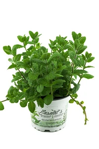 Apfel Minze,frische Apfelminze,Mentha suaveolens - Bild 1 von 3