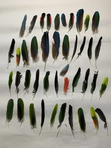 Lot of 43 Colorful Amazon Parrot Feathers Naturally Molted Crafts Dreamcatchers - Picture 1 of 10