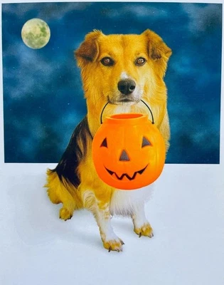 Truco o trato - Estoy en calor - Jorobaré UR pierna - ¡Entonces UR pies!" Divertida TARJETA HALLOWEEN Foto 1 de 2