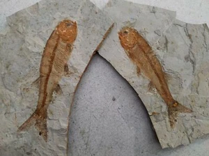 Ein Paar einzigartige und authentische Sammlung Wolfsflossenfischfossilien aus Western - Bild 1 von 7
