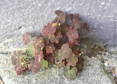 J. DITT & M. Strack - Lucky Clover ltd.sig. Original Fotografik ger. Klee - Bild 1 von 2