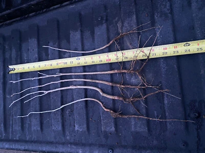 3 🌱 Purple Pink White Rose Of Sharon Root Cutting Seedling Hibiscus Syriacus - Image 1 of 4
