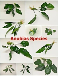Anubias Live Aquarium Plants Barteri Nana Petite Tropical Aquascape Fish Tank - Picture 1 of 23