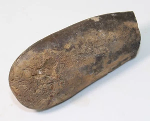 Belemnit, Duvalia dilata, Kreide, Valangin, St. Julien, Frankreich -eb4824 - Picture 1 of 6