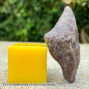 Authentic theropod dinosaur claw fossil (undescribed) cretaceous tiouraren - Picture 1 of 1