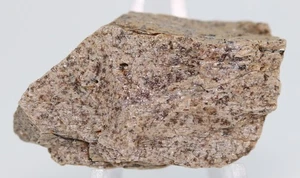 Tyrannosaurus rex T Rex fossil bone pc. 38.9 mm 1.53" Lance Wyoming WY COA 7095 - Picture 1 of 15