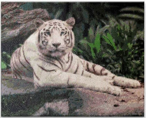 Kit Hágalo Usted Mismo Pintura Diamante Tigre Blanco. 16x20 - Imagen 1 de 3