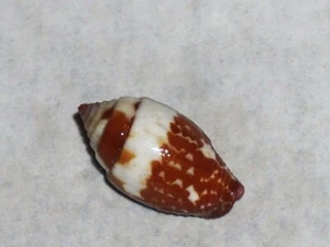PYRENE FLAVA DARK ORANGE - Picture 1 of 2