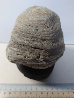 Piedra japonesa SUISEKI a rayas 4,7 pulgadas de ancho BONSAI roca de visualización natural Foto 1 de 4