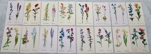POSTCARDS WILD FLOWER PRINTS HARRISON CRANDALL MOOSE WYOMING 16 W/ENVELOPE - Picture 1 of 11