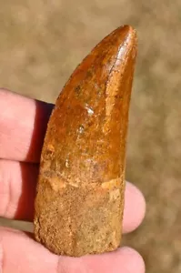 LARGE, Dinosaur Fossil Tooth, Carcharodontosaurus 2.99", from Morocco - Picture 1 of 6