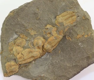 Trilobit, Litavkaspis rejkovicensis, Kambrium, Rejkovice,Tschechische Rep-m327 - Picture 1 of 5