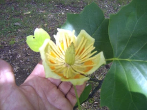 15 TULIP TREE SEEEDS (  Liriodendron tulipifera ) - Picture 1 of 9