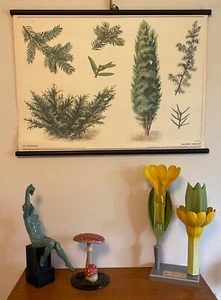 VINTAGE BOTANICAL OLD SCHOOL CHART OF A JUNIPER TREE / BUSH PAPER ON CANVAS - Foto 1 di 10