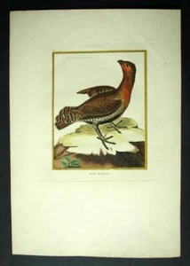 Oiseaux de Martinet 1770 gravure ornithologie GRAND TÉTRAS ou COQ DE BRUYÈRE - Picture 1 of 2