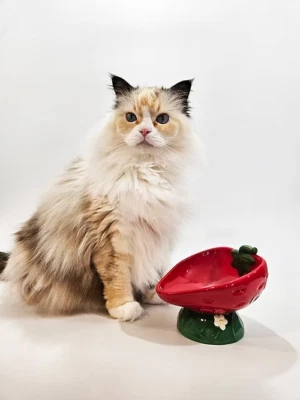 Grifos para gatos serie artesanal ~ plato de comida de cerámica elevado e inclinado para gatos ~ fresa Foto 1 de 4