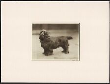 SUSSEX SPANIEL ORIGINAL VINTAGE 1931 DOG PRINT MOUNTED READY TO FRAME