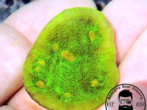 ARK 1″ Space Invander Chalice Almost WYSIWYG - Picture 1 of 1