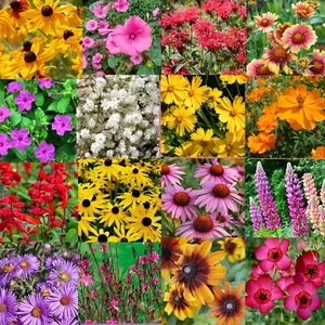 1/4LB Southeastern US Bulk Wildflower Seed Mix 1lb Covers 2,000sq-ft  - Picture 1 of 6