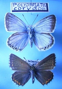 LYCAENIDAE POLYOMMATUS c. coridon , 1 Paar/cpl., ex Italien/Südt. + HR/Dalm. - Imagen 1 de 1