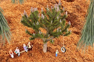 Pinus mugo 'Paul's Dwarf' - Mugo Pine *Live Plant - Picture 1 of 4