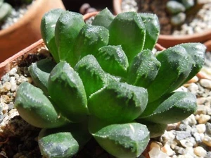 Haworthia ‘Mantelii’ hybrid Succulent Cactus Plant - Picture 1 of 1