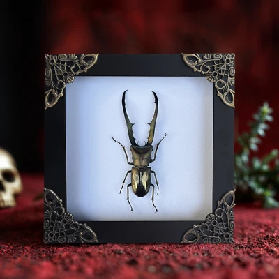 Collector’s Insect Specimen Mounted Stag Beetle Framed Father’s Day Gift - Image 1 of 2