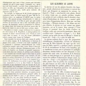 Glyzinien in Japan - - Gartenpflanze - Presseartikel 1904 - Bild 1 von 3