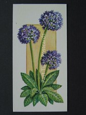 No.7 PRIMULA Flowers All Year Round - Issued by Carreras / Black Cat 1977