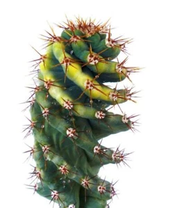 Cereus peruvianus SPIRALIS variegated SEEDS - SEMEN - Bild 1 von 3
