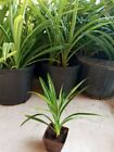8" - 12"  Pot Pandan Live Plant (Edible Spice Garden) - Pandanus Amaryllifolius