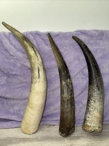 3 Raw Unfinished Cow Horns 17” - 19” Long - Natural Colored - Picture 1 of 16